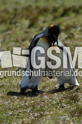 Königspinguin (57 von 84).jpg